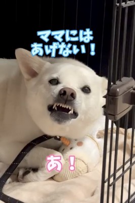 ぬいぐるみを守るように威嚇する犬