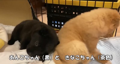 2匹の子犬