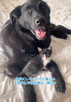 子猫と大型犬