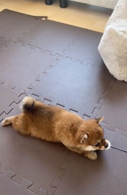 引きずられる虎鉄くん