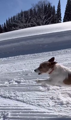 雪山を爆走するモカちゃん4