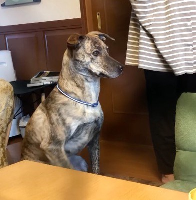 姿勢を正して座る犬