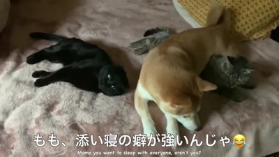 仲睦まじい犬と猫たち