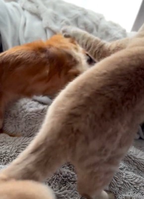 じゃれ合う2匹