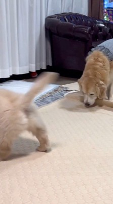 子犬がおしっこした場所の匂いを嗅ぐ成犬