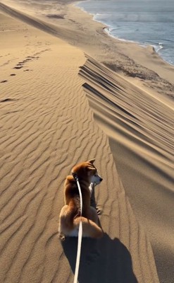 砂丘で寛ぐ柴犬