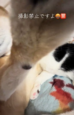 ガードするこむぎちゃん