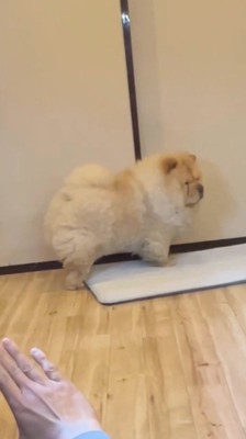 視線を飼い主から外す犬