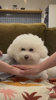 カメラを見つめる犬