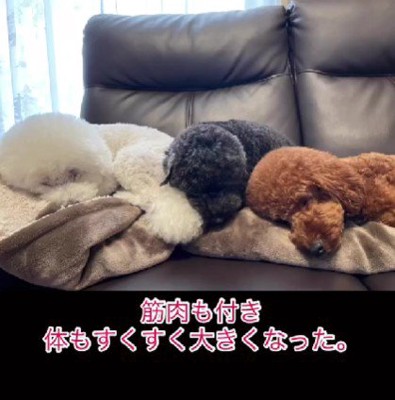 体格も立派になってきた