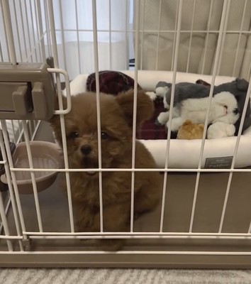 あくびをする犬