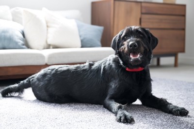 飼い主を見つめる犬