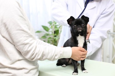 診察を受ける犬