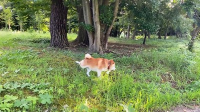 柴犬のらんまるちゃん