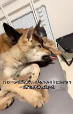 DAZくんにちょっかいをかける子犬