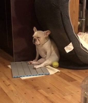 うつむき気味に座る犬