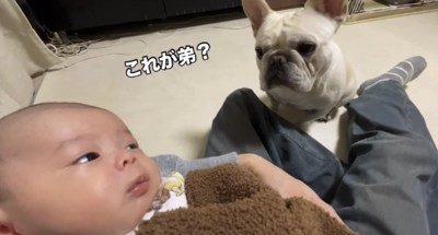 首をかしげる犬