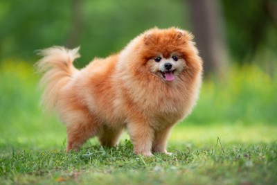 やや下げたポメのしっぽ