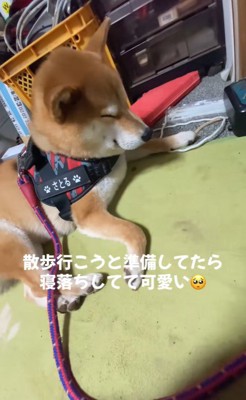 寝落ちする悟くん4