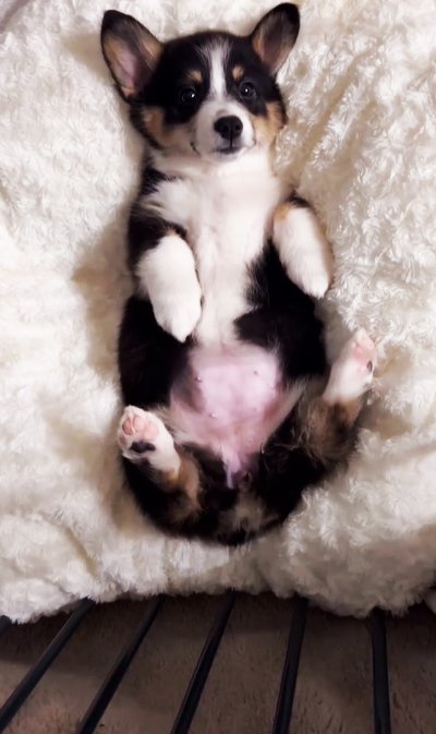 クッションに寝転がる子犬