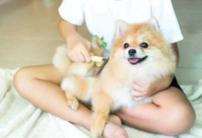 膝の上でブラッシングする犬