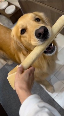 巨大なガムのおやつを咥える犬