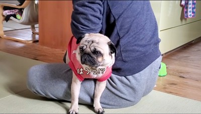 目を見開く犬