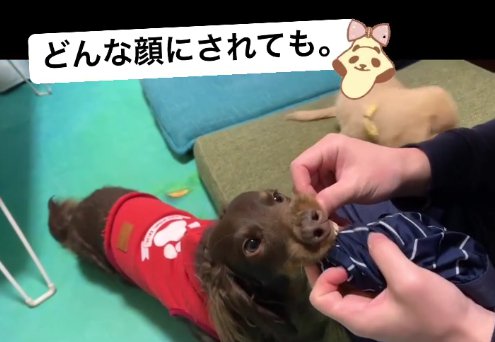 鼻を触られる洗濯物を咥える小型犬