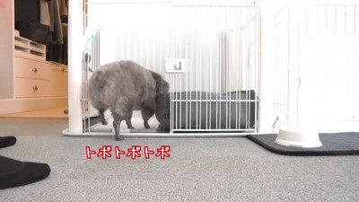 ケージに入る犬