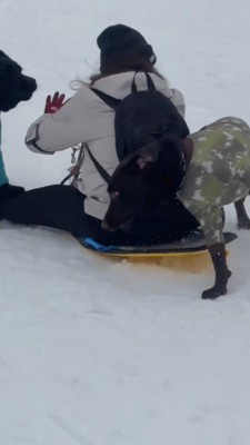 女性の背中に体を当てて、女性の乗ったソリを止める茶色い犬