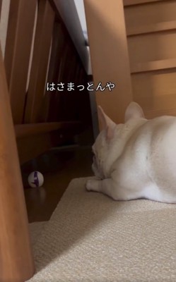 ボールを見つめるはちくん