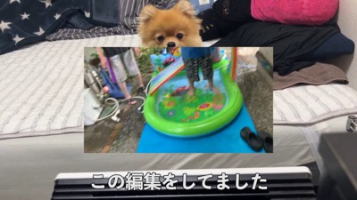 何かを訴えるむぎちゃん7