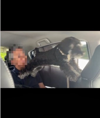 前を向く犬