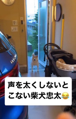 渋々登場する忠太くん