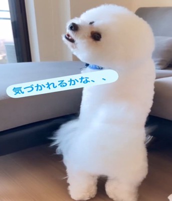振り向く犬1