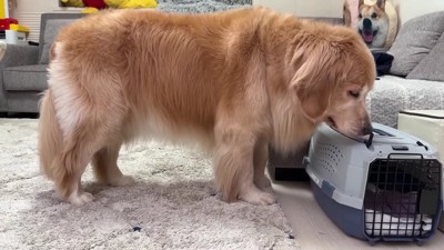 再び行方不明に…