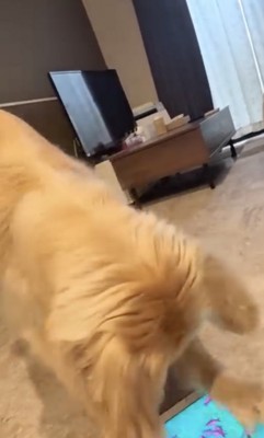 「いけぇぇぇ」