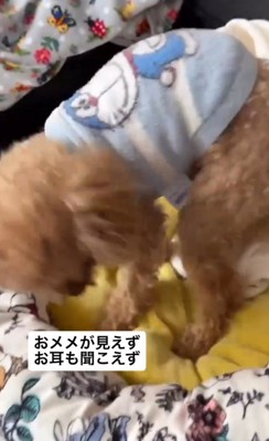 ペット用ベッドの上を歩く犬