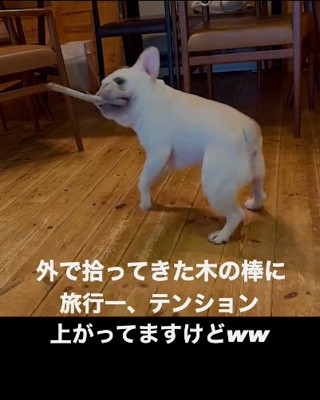 左向きの犬_上目線