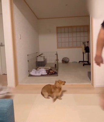 横を向いた犬