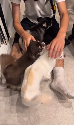 お兄ちゃんの帰りを待つこげまる君⑩