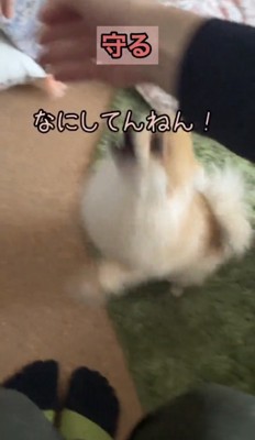 手に向かって飛びつく犬