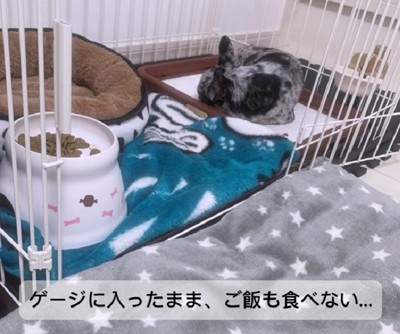 ケージから出てこない…