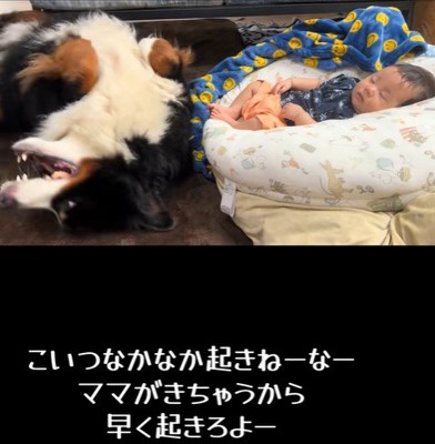 赤ちゃんを起こしたいとらじろう君5