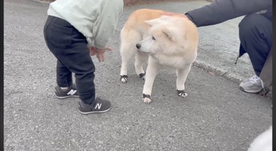 体を動かす男の子を見つめる柴犬