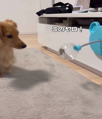 おもちゃを見る犬