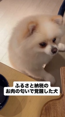 イスに前足を乗せて、肉に顔を近づける犬