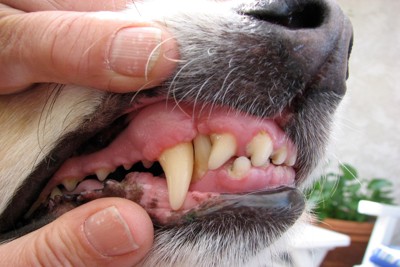 犬の歯茎チェック