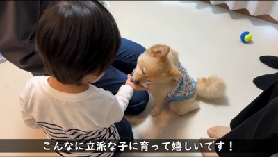 男の子の手を舐める犬