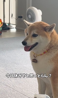真顔になる柴犬